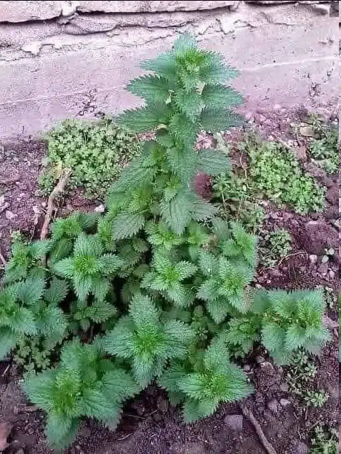 Té de ortiga: la infusión natural llena de vitaminas y minerales.