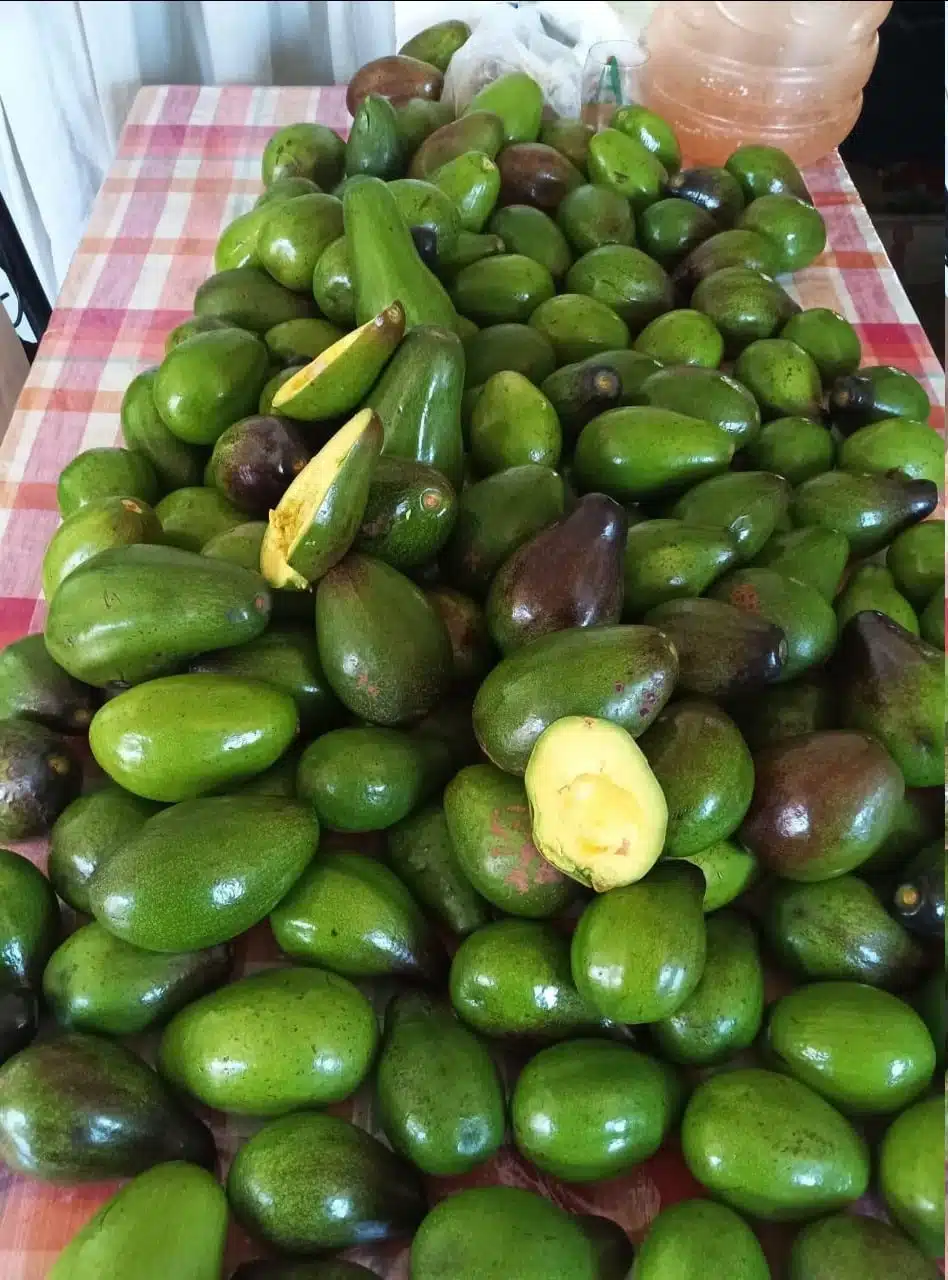 Te de hoja de aguacate: Cómo prepararlo y sus beneficios