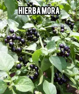 Hierba Mora: Propiedades, Usos y Recetas Naturales para la Salud.