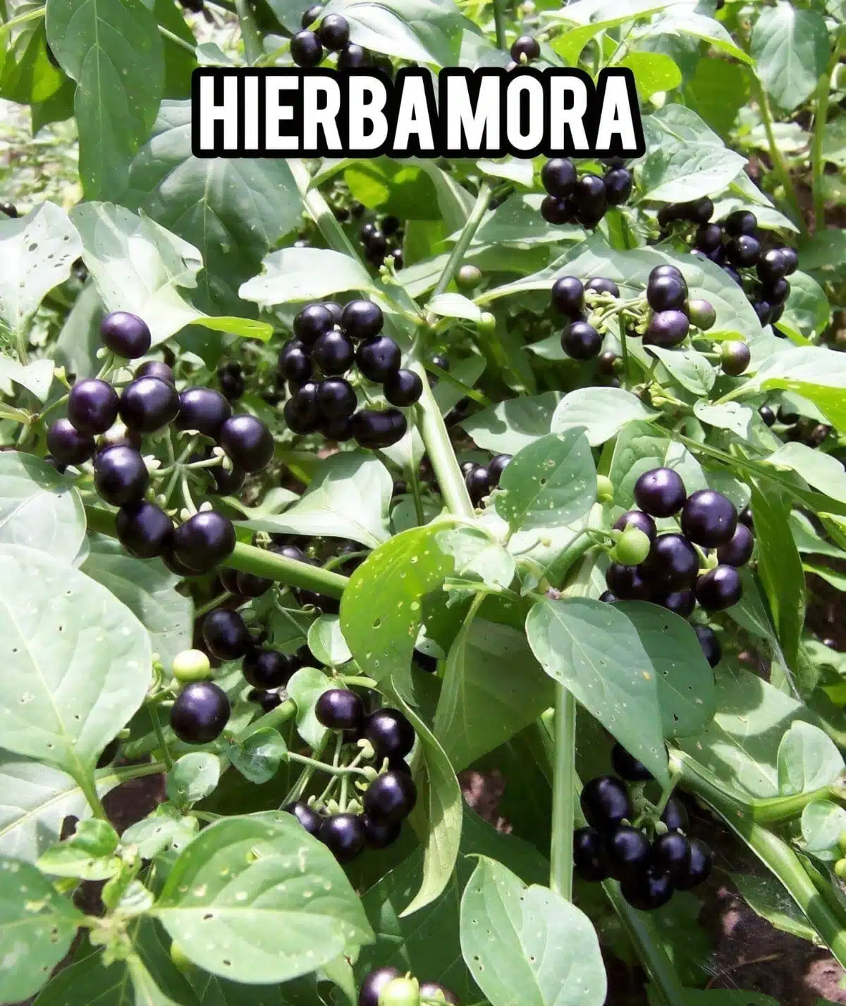 Hierba Mora: Propiedades, Usos y Recetas Naturales para la Salud.