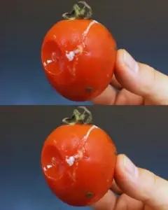 No tires los tomates podridos: Usos increíbles en cocina y jardín