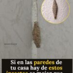 Descubre todo sobre la misteriosa polilla porta estuche hoy