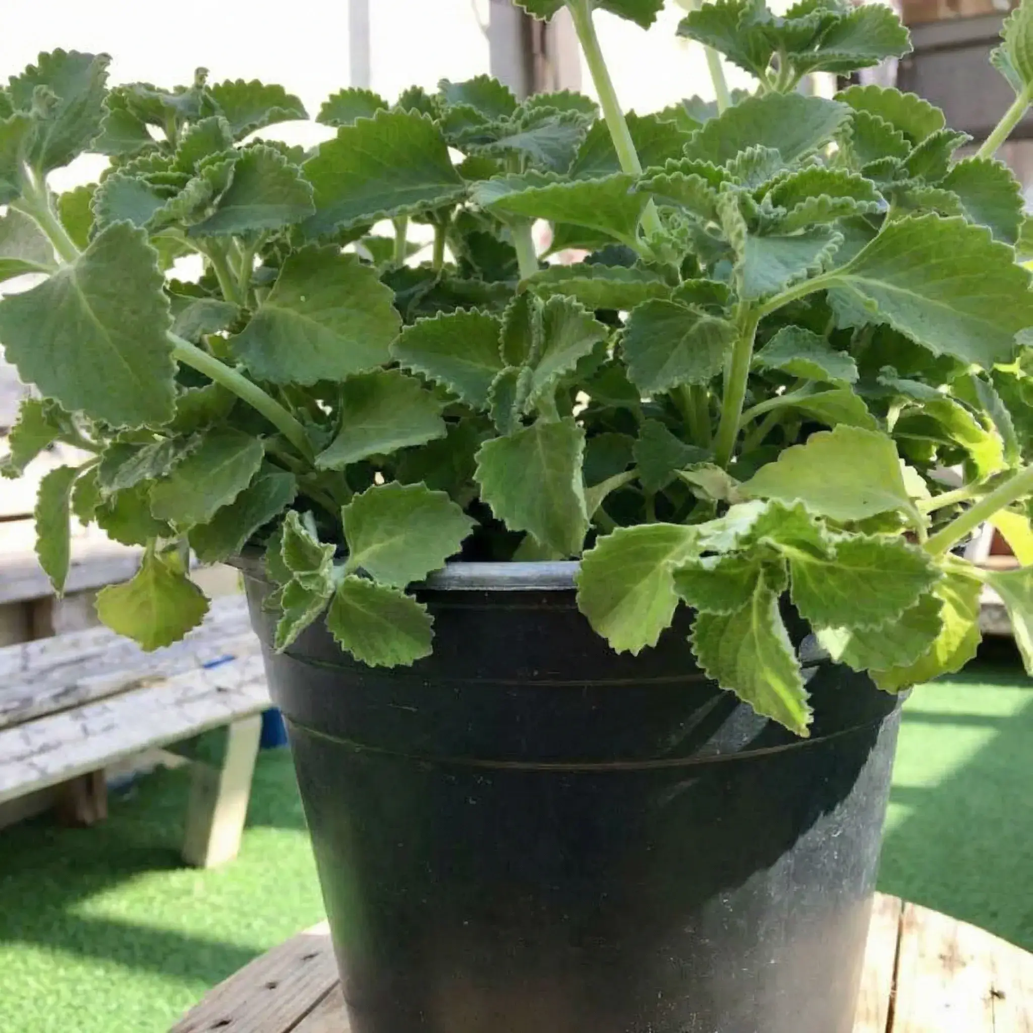 Gemini Generated Image g265sag265sag265 1