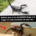 Que significa si un alacran llega a tu hogar hoy