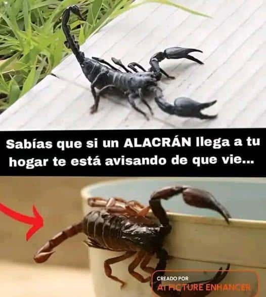 Que significa si un alacran llega a tu hogar hoy