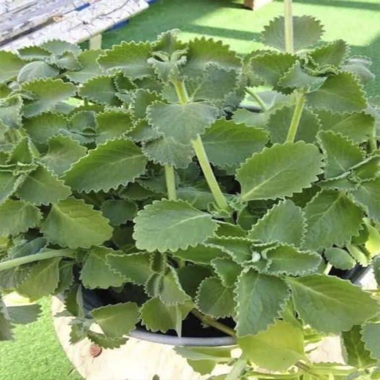 Solo 1 hojita de oregano por dia y no sufras mas